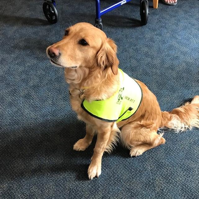 Foxy the therapy dog 
